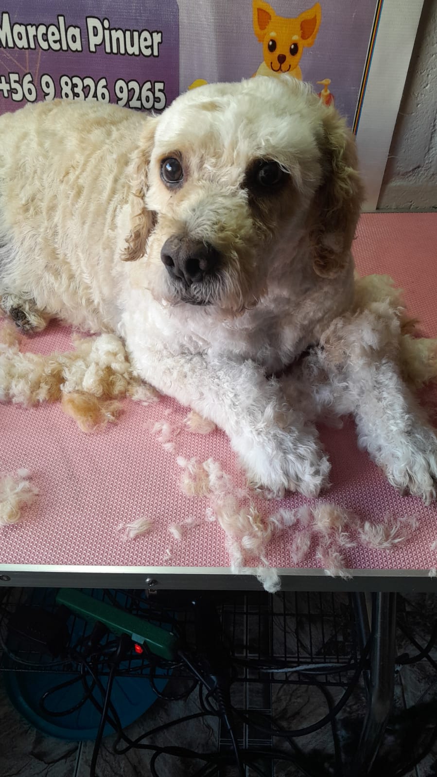 Peluquería canina - Imagen 1