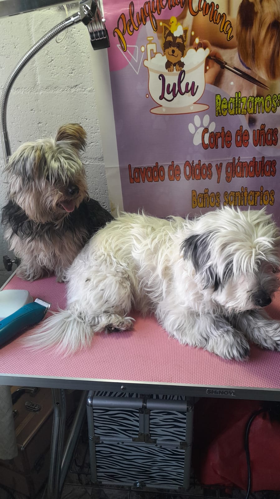 Peluquería canina - Imagen 3