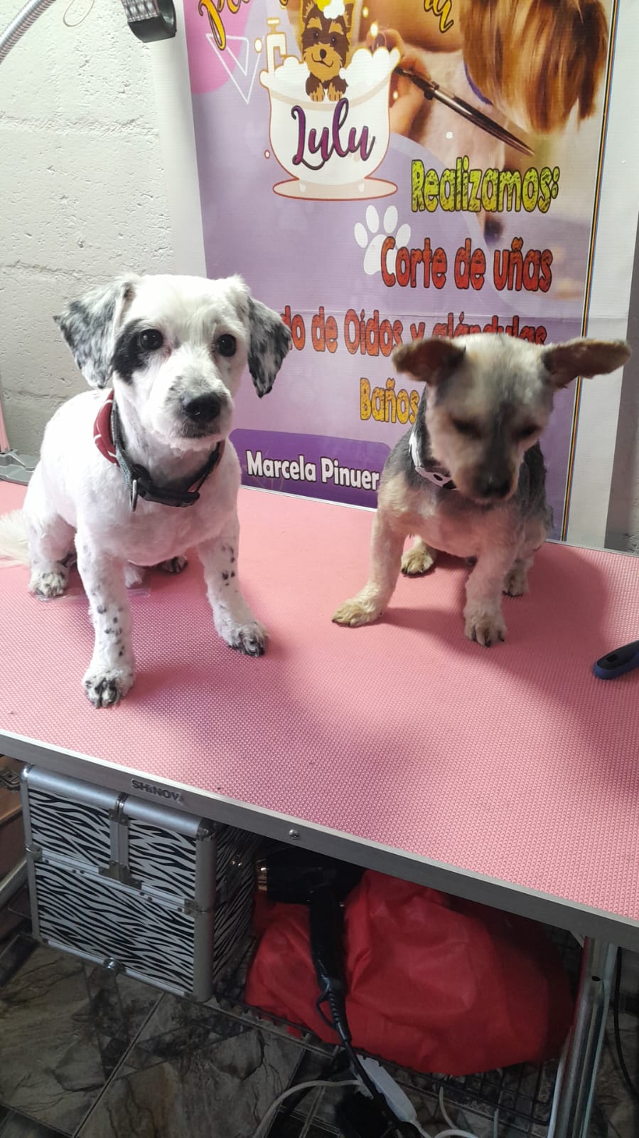 Peluquería canina - Imagen 4