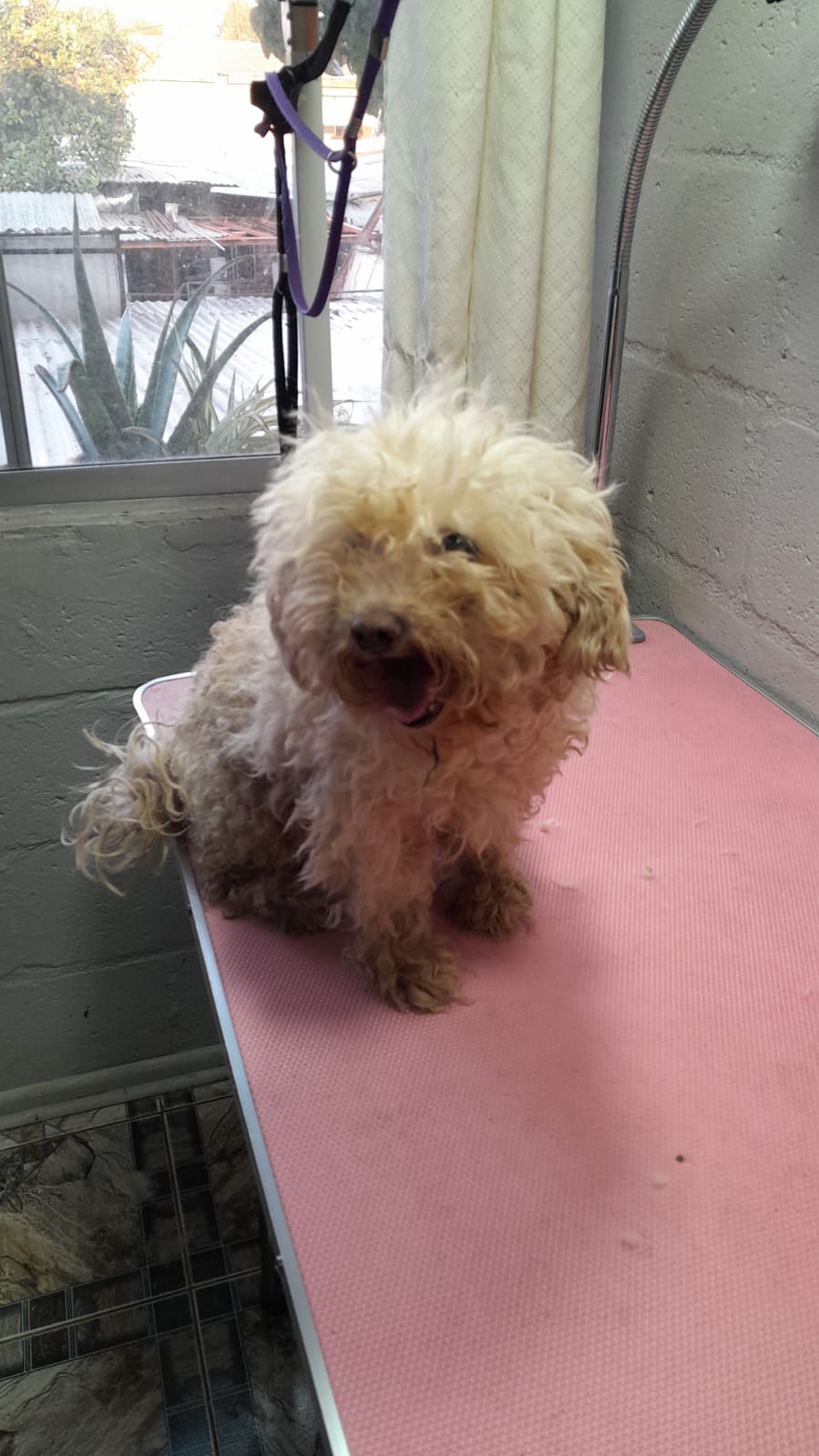 Peluquería canina - Imagen 5